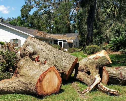 florida-hurricane-damaged-tree-removal-2021-08-29-01-04-48-utc