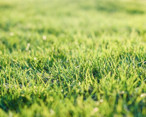 green-grass-on-bumpy-lawn-uneven-lawn-leveling-l-2022-02-07-23-33-22-utc